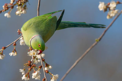 Low angle view of bird perching on tree