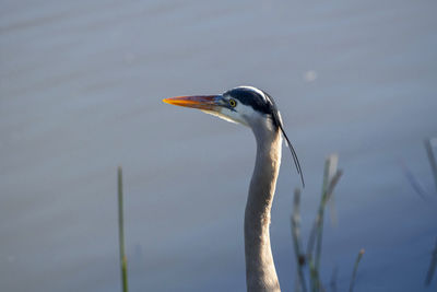 Close-up of a bird