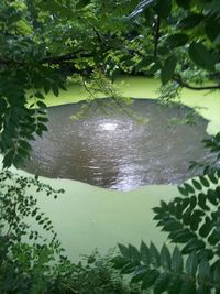 Reflection of trees in water