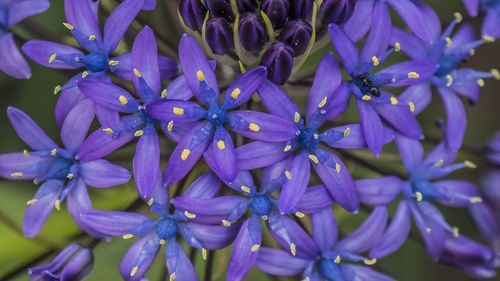 Close-up of purple flowering plants