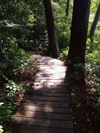 Wooden pathway leading to forest
