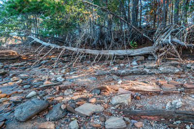 Trees growing in forest
