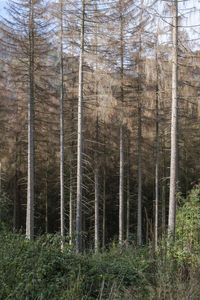 Pine trees in forest