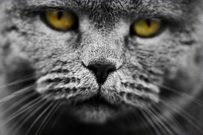 Close-up portrait of cat