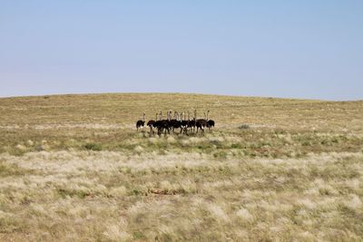 Horse grazing on grassy field