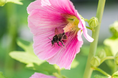 Close-up of insect on pink flower