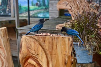 Birds perching on wood