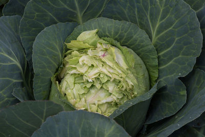 Close-up of green leaf on plant