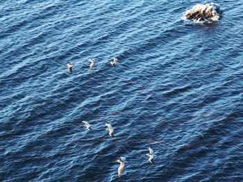 High angle view of swans swimming in sea