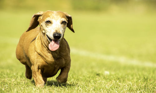 Portrait of dog on field