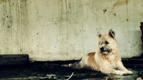 Portrait of dog sitting against wall