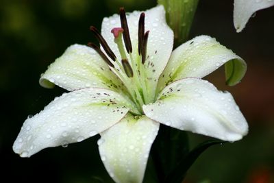 Close-up of wet flower blooming outdoors