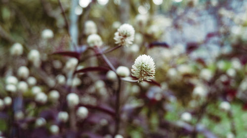 White flowers blooming in sunlight