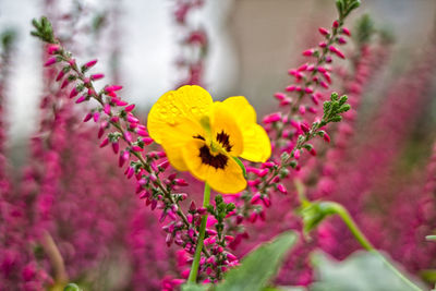 Close-up of flowers against blurred background