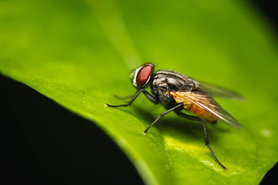 Close-up of fly on leaf