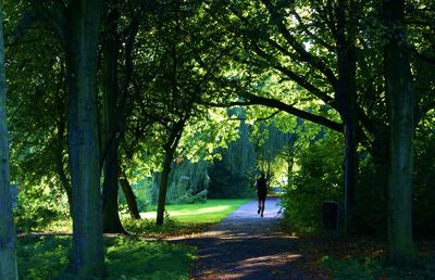 Woman walking amidst trees on landscape