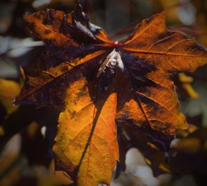 Close-up of maple leaves