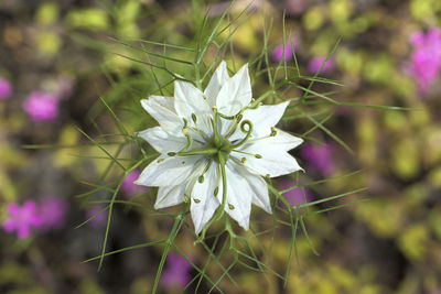 Close-up of white flowering plant