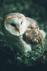 Close-up of owl looking away