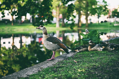 Close-up of duck on field