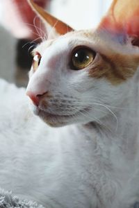 Close-up portrait of cat