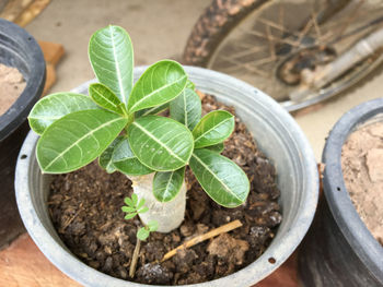 Close-up of potted plant