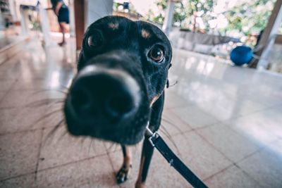 Close-up portrait of a dog