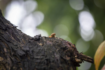 Close-up of mushroom on tree trunk