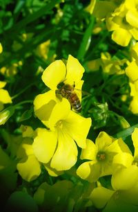 Close-up of bee pollinating flower