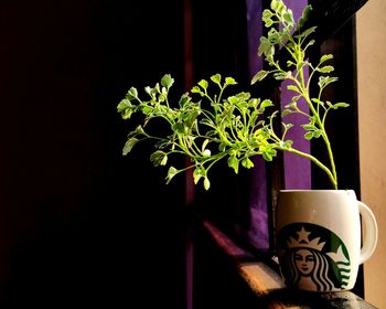 Potted plants on the wall