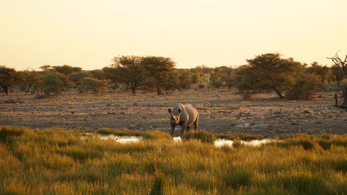 Rhino safari during sunset at etosha national park in namibia.