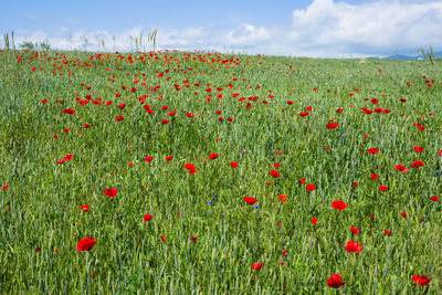 Red poppies on field against sky