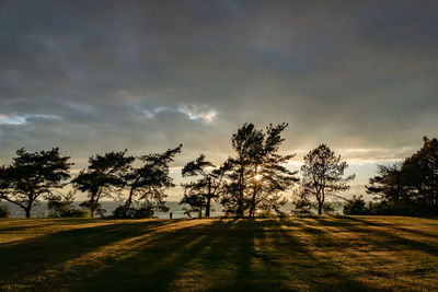 Trees on field against sky during sunset