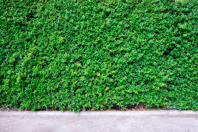 Plants growing in park