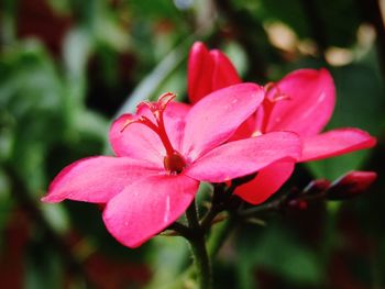 Close-up of pink flower blooming in garden