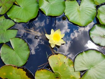 High angle view of lily pads in pond