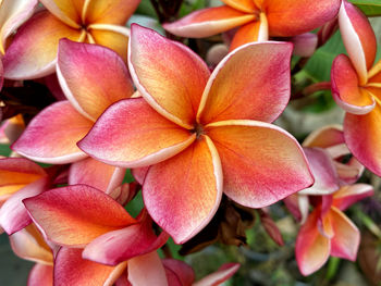 Close-up of pink flowers