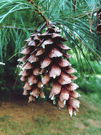 Close-up of pine cone on tree