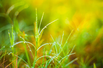 Close-up of plant growing on field