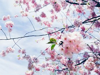 Low angle view of cherry blossoms in spring