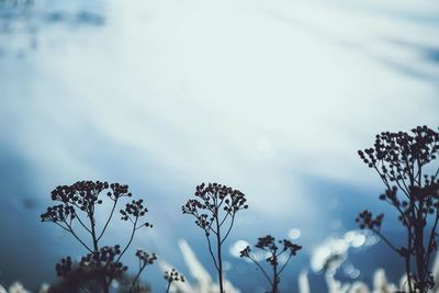 Low angle view of flowers against sky