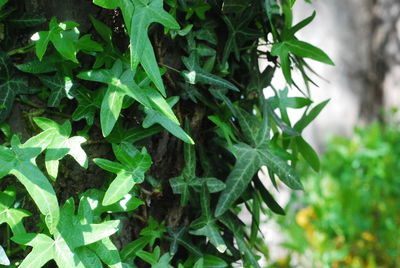 High angle view of green plant