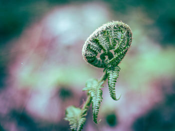 Close-up of plant