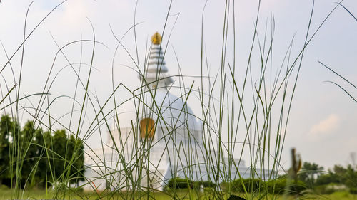 Close-up of grass on field against sky