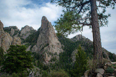 Scenic view of trees in forest against sky