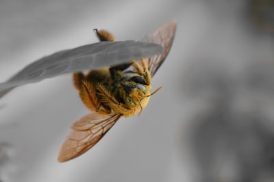 Honey bee on a black and white leaf and background