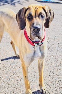 Portrait of dog