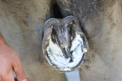 Close-up of hand holding fish