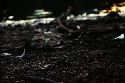 selective focus