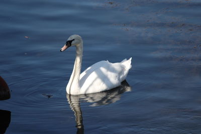 Swan swimming in lake